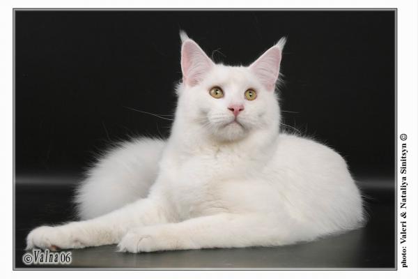 Absolute Slav Story - maine-coon