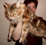 Lioncoon Daniella