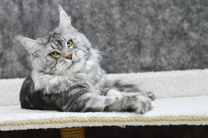Quasar Silver Rain of Akbars - Adult maine-coon 2 years 8 months 3.5 weeks