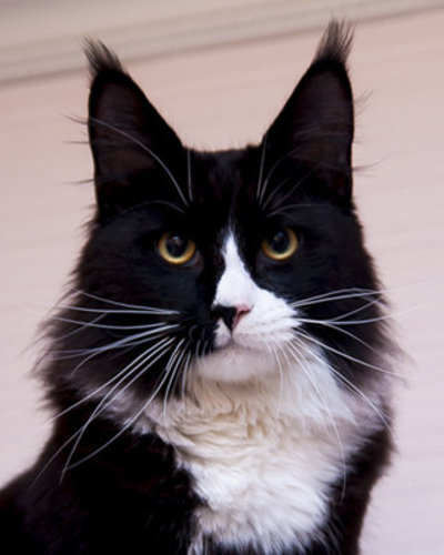 Titmar Family Stars - maine-coon