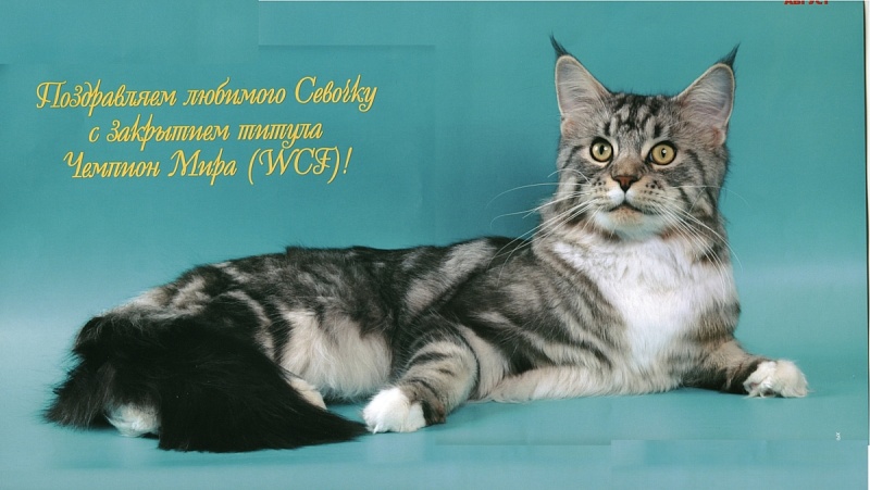 Lucky Coon Silver - мейн-кун