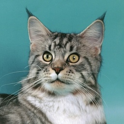 Lucky Coon Silver