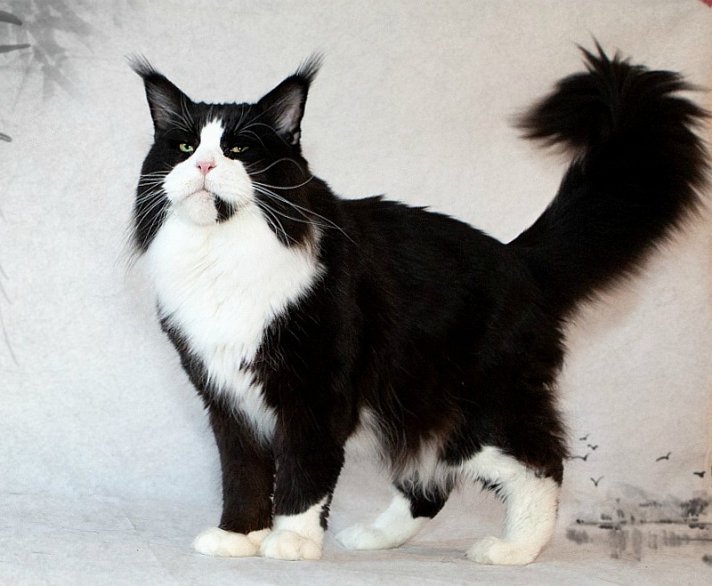 Great Pride Halif - maine-coon