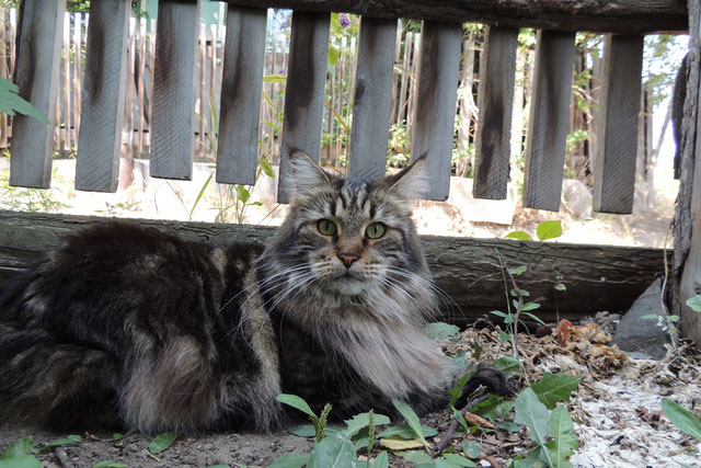 Zhemchuzhina Pjat' Zvezd - maine-coon