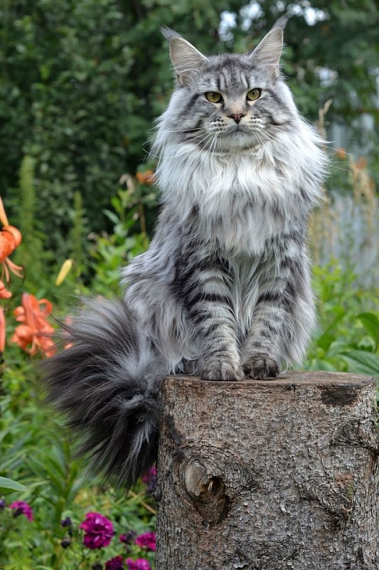 Jaguar of Talina City - мейн-кун