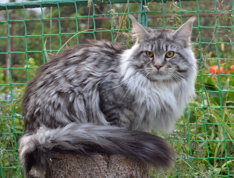 Jaguar of Talina City - мейн-кун