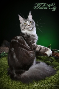 Ducky of Talina City - maine-coon