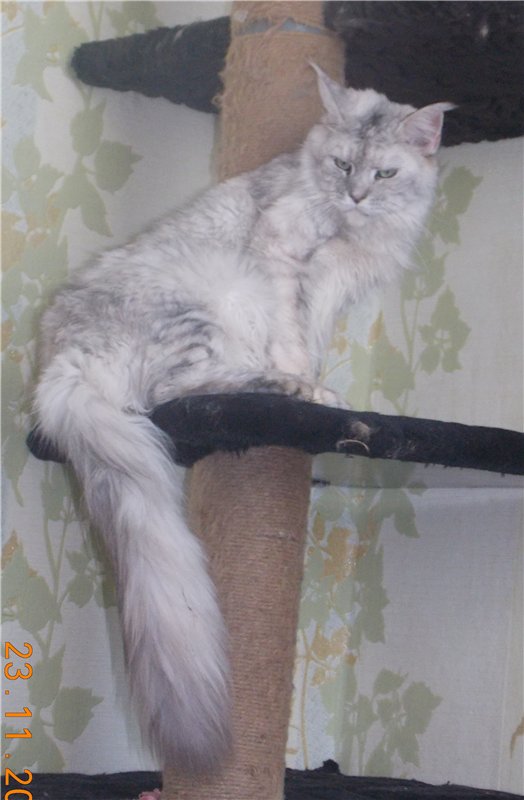 Honey MurHouse - maine-coon