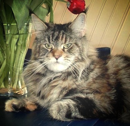 Honey Hill Lita(o)go - maine-coon