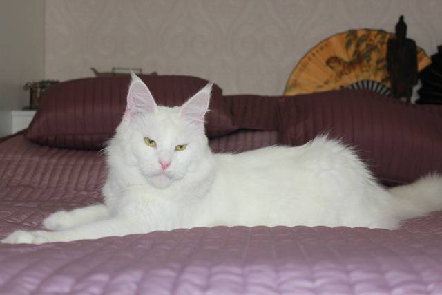 World King Diamond Diadem - maine-coon