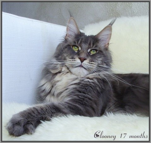 Aloa`s George Clooney - мейн-кун 05.04.2012