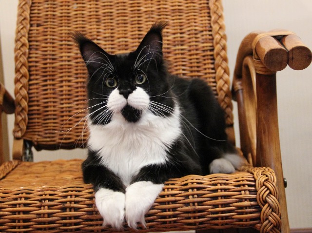 Velor DVcoon - maine-coon