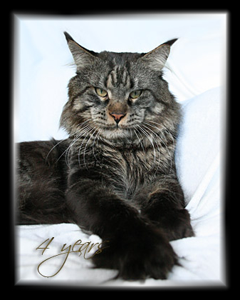 Gangsta Guy the Purrfect Coon - Взрослый мейн-кун 4 года 0,5 недель