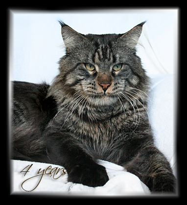 Gangsta Guy the Purrfect Coon - Взрослый мейн-кун 4 года 0,5 недель