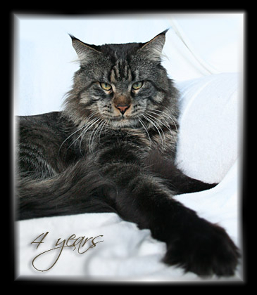 Gangsta Guy the Purrfect Coon - Взрослый мейн-кун 4 года 0,5 недель