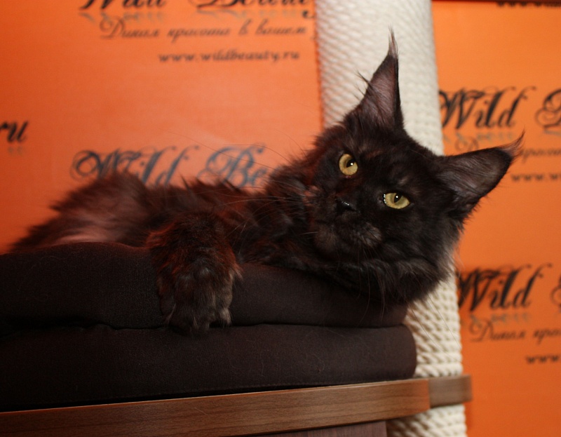Wildbeautycoon's X'Milady - мейн-кун 14.10.2015