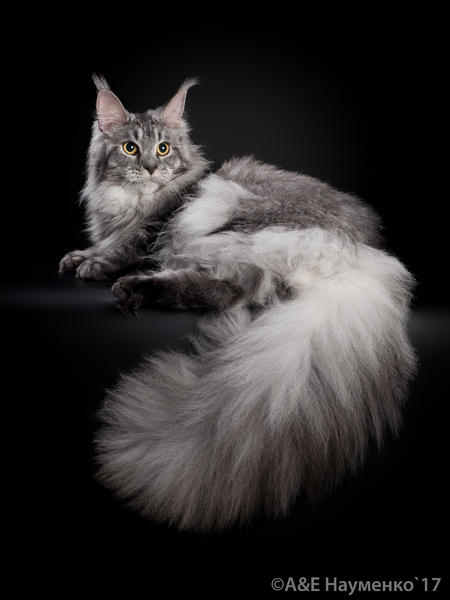 Wildbeautycoon's Sandra - мейн-кун