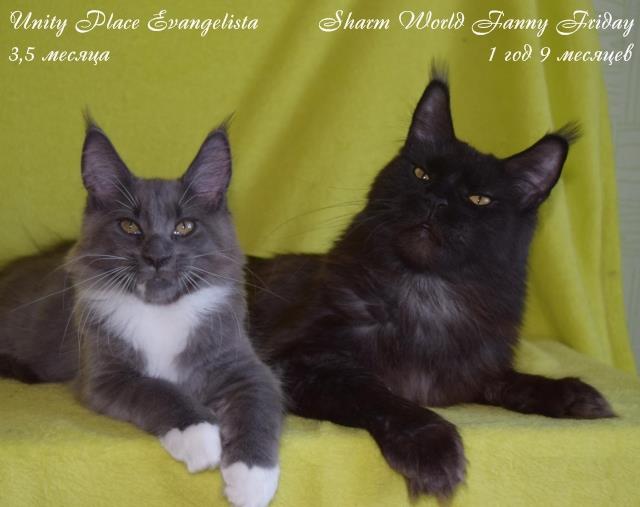 Sharm World Funny Friday - maine-coon