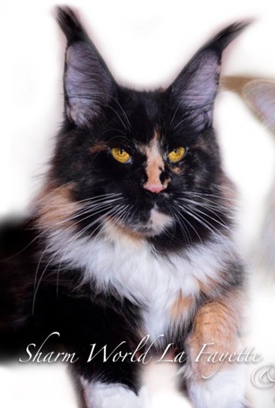 Sharm World La Fayette - maine-coon