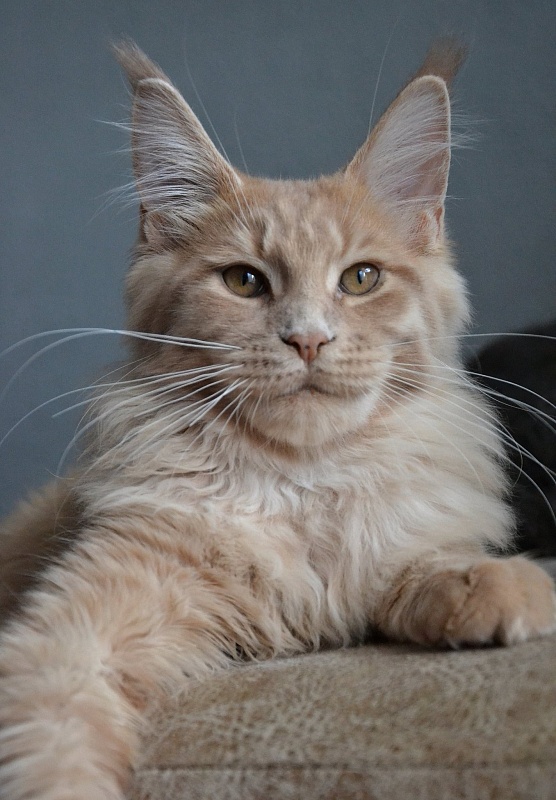 Five Stars Oscar - maine-coon