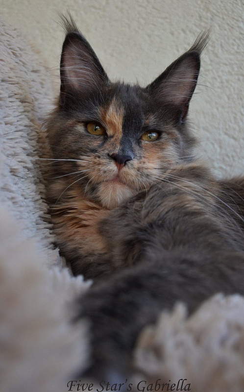 Five Stars Gabriella - maine-coon