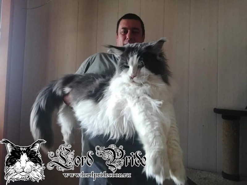 Bastion Britling - maine-coon