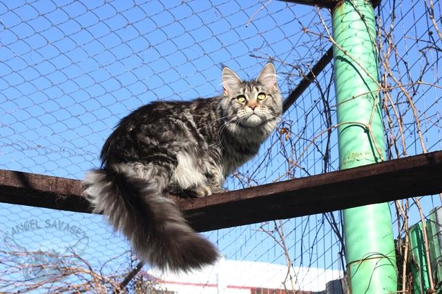 X-Victory Angel Savage - maine-coon