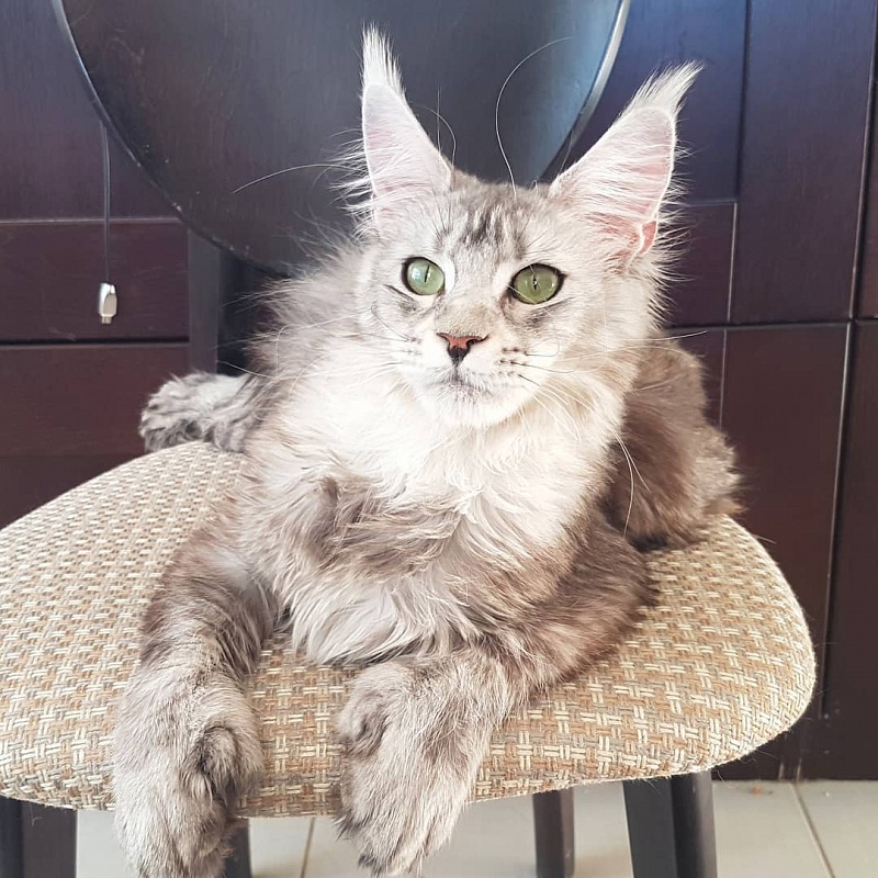 Bugatty Katrin Style PP - мейн-кун