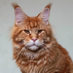 Rascoon Ambassador