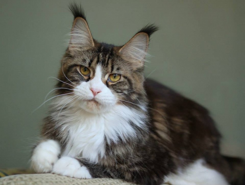 Pillowtalk's Panatchi - maine-coon