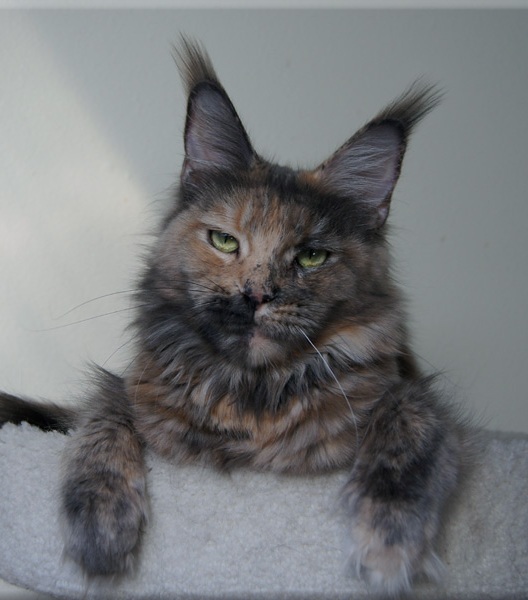 Langstteich's Bel'Victoria Secret - maine-coon