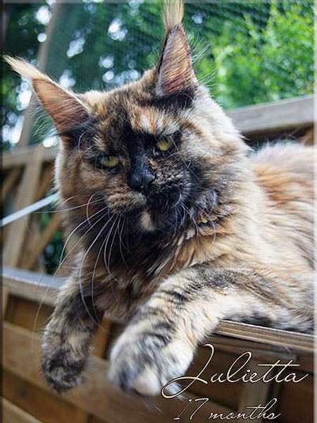 Julietta of Tigerlodge - maine-coon