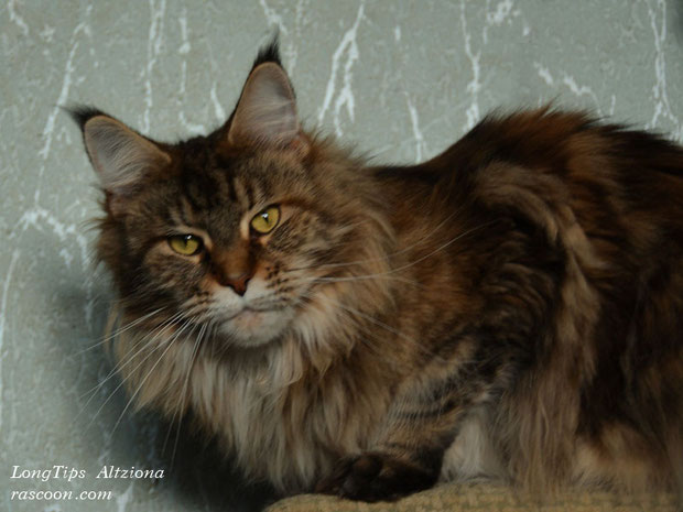LongTips Altziona - maine-coon