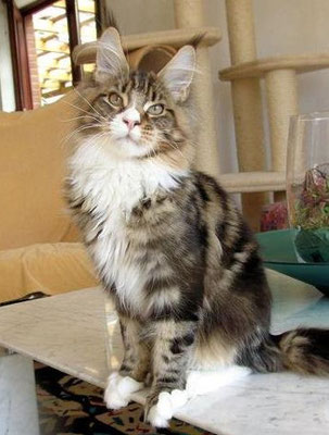 Marquis'Zaro Ultimo - maine-coon