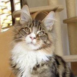 Marquis'Zaro Ultimo