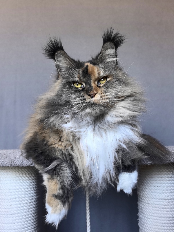 Galateya Akbars (polydactyl 66/66) - Adult maine-coon 2 years 11 months 3 weeks