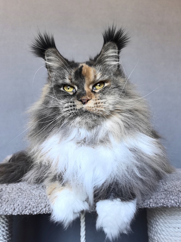 Galateya Akbars (polydactyl 66/66) - Adult maine-coon 2 years 11 months 3 weeks