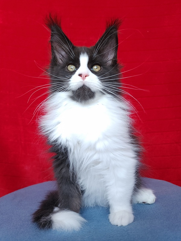 Gosha Akbars - Kitten maine-coon 2 months 3.5 weeks