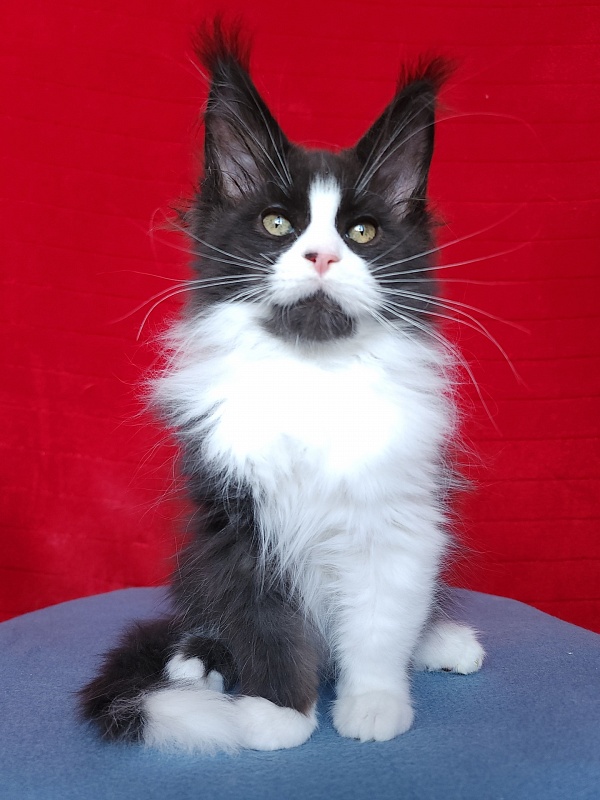 Gosha Akbars - Kitten maine-coon 2 months 3.5 weeks