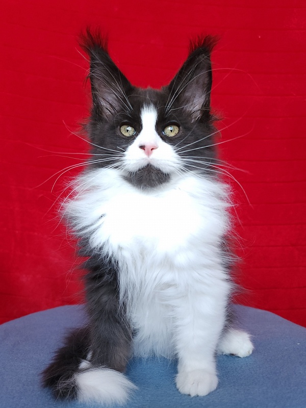 Gosha Akbars - Kitten maine-coon 2 months 3.5 weeks