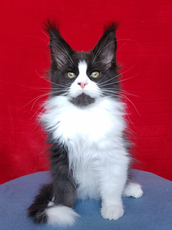 Gosha Akbars - Kitten maine-coon 2 months 3.5 weeks