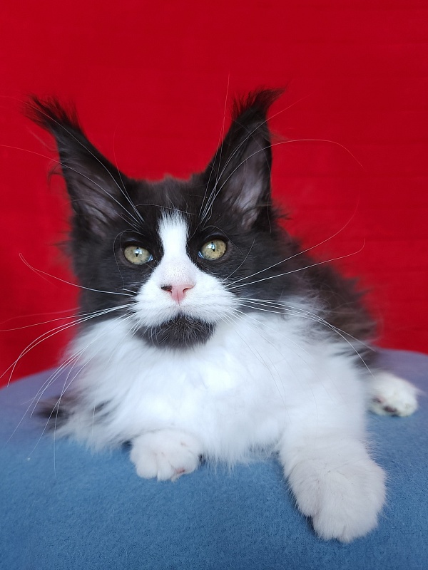 Gosha Akbars - Kitten maine-coon 2 months 3.5 weeks