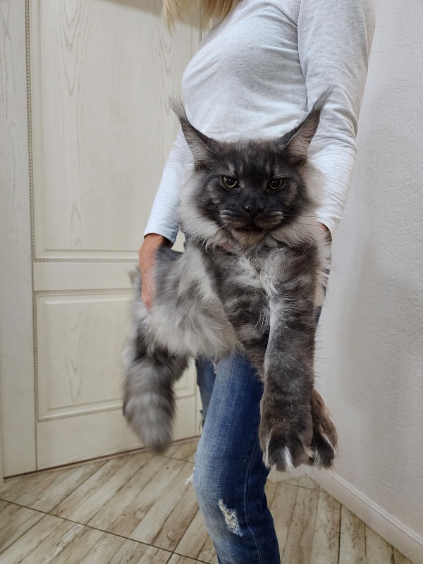 Irbis Akbars - Junior maine-coon 8 months 0.5 weeks