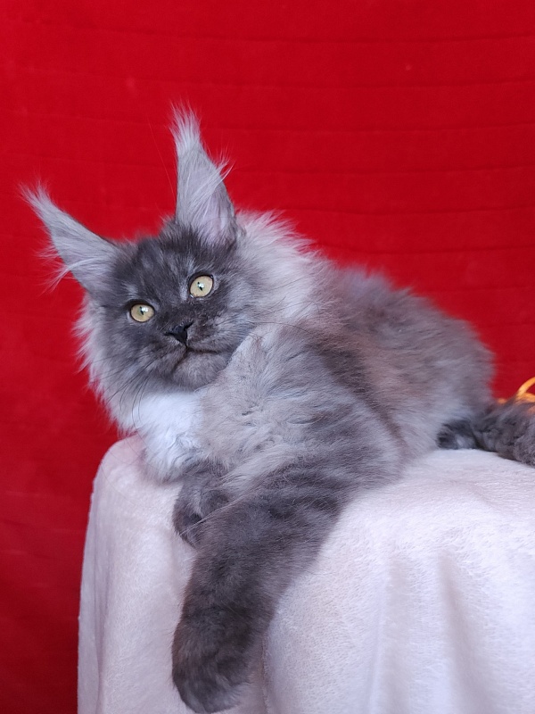 Irbis Akbars - Kitten maine-coon 3 months 2.5 weeks