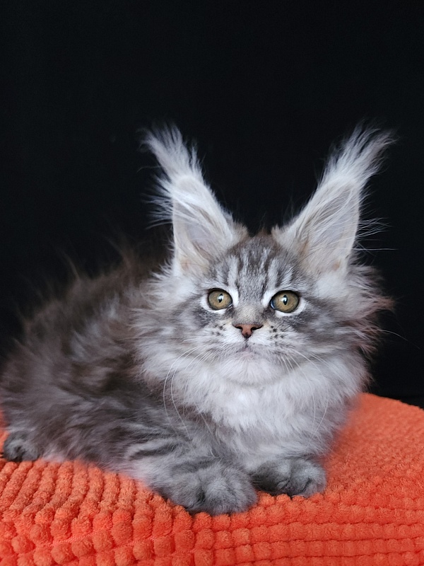 Freya Akbars - Kitten maine-coon 1 month 3 weeks