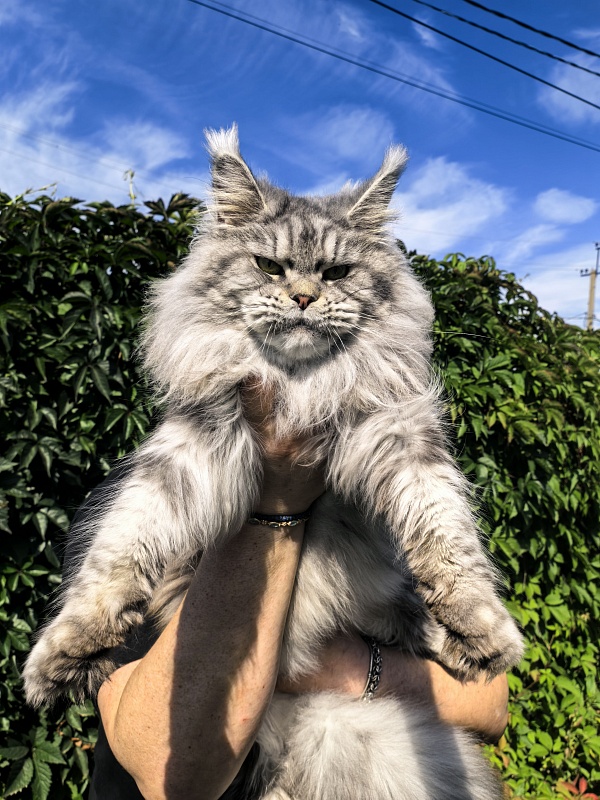 Freya Akbars - Adult maine-coon 2 years 8 months 1 week