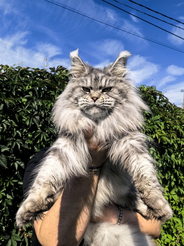 Freya Akbars - Adult maine-coon 2 years 8 months 1 week