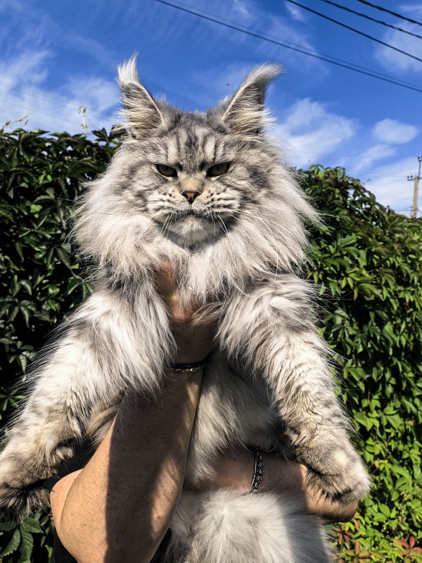 Freya Akbars - Adult maine-coon 2 years 8 months 1 week