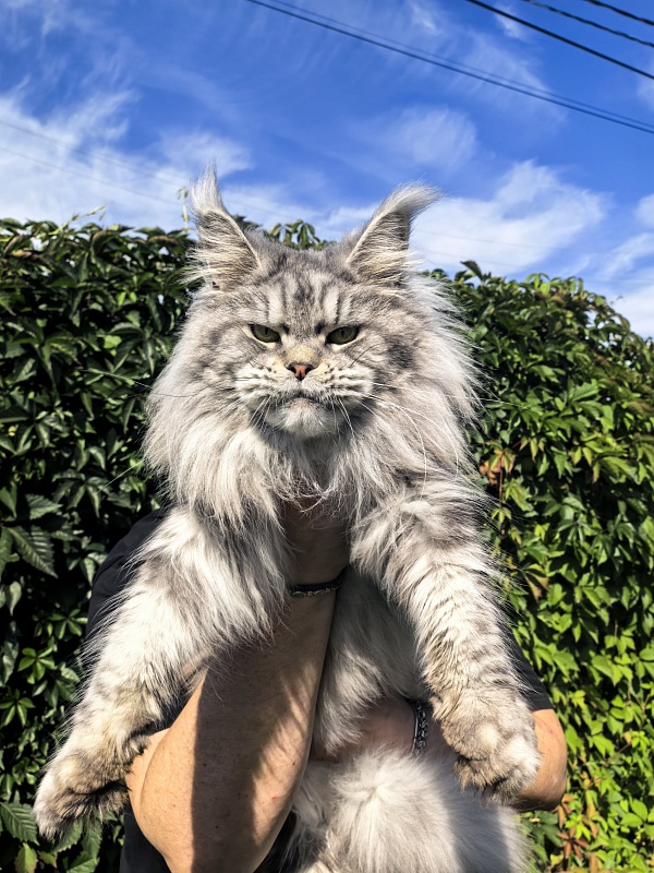 Freya Akbars - Adult maine-coon 2 years 8 months 1 week