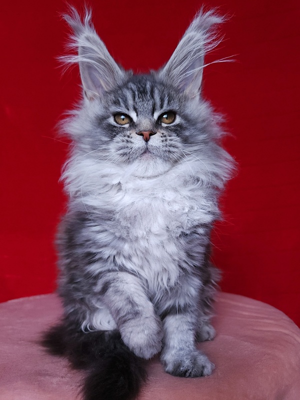 Freya Akbars - Kitten maine-coon 2 months